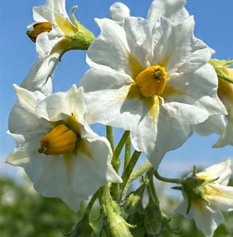 White potato flowers in bloom against a blue sky